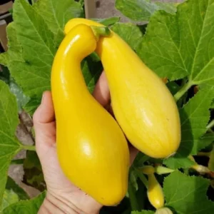 Yellow Squash Plants Live, 4-6 Inch Tall Vegetable Starter Plant Pot - Grow Your Own Fresh Produce