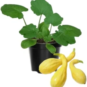 Yellow Squash Plants Live, 4-6 Inch Tall Vegetable Starter Plant Pot - Grow Your Own Fresh Produce